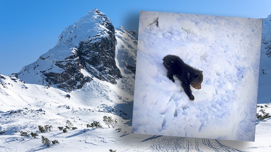 Tatry: spotkanie z małym niedźwiedziem pod Kościelcem i zamknięte szlaki