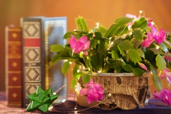 Jak prawidłowo nawozić grudnik, by pięknie i długo kwitł. Poznaj najważniejszy sekret jego pielęgnacji