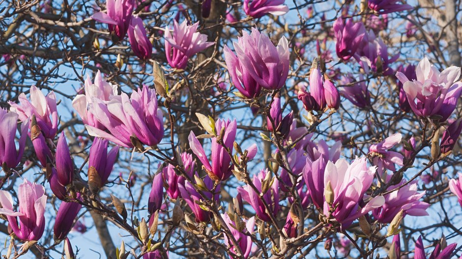 Magnolia Betty