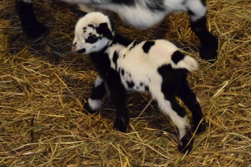 Narodziny kozich bliźniąt w poznańskim Zoo