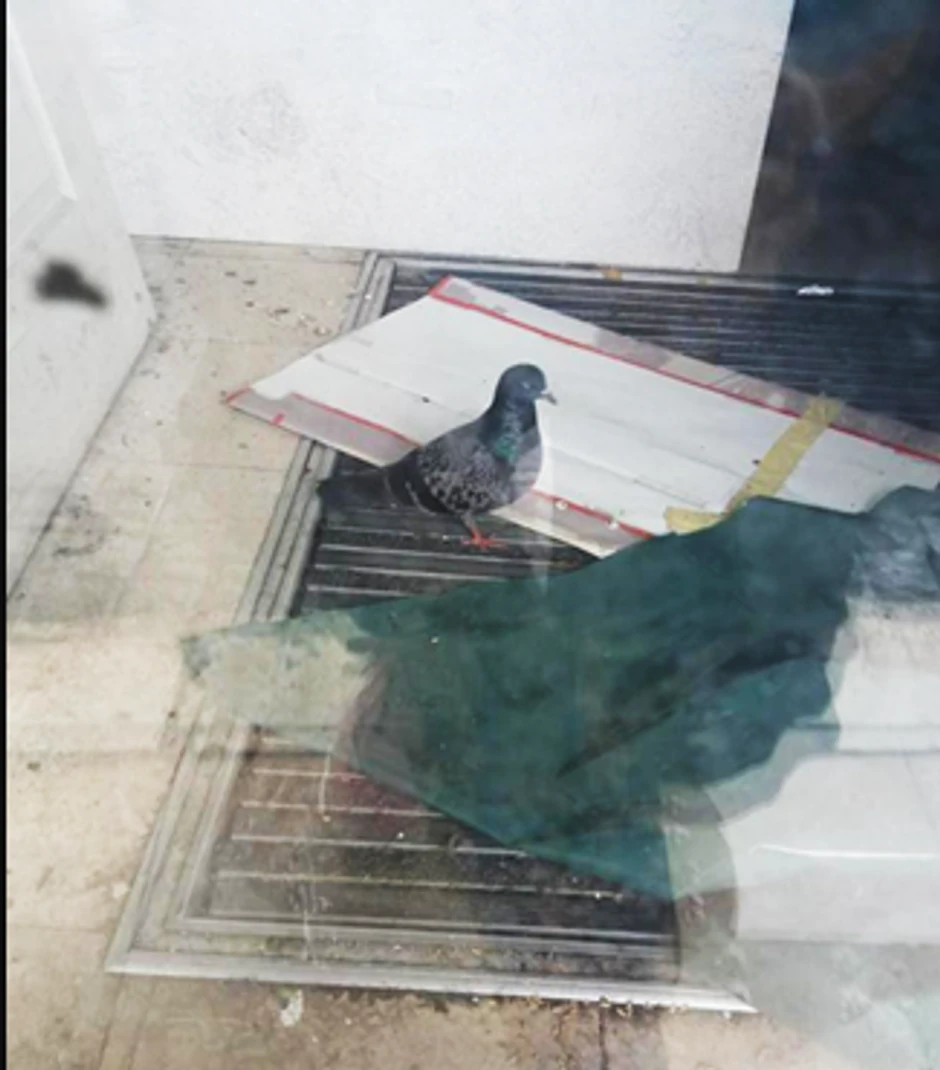 Zarobljeni golub u Knez Mihailovoj ulici