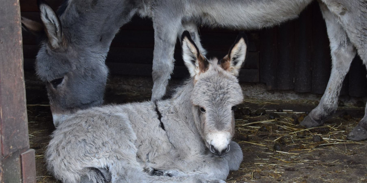 W Nowym Zoo urodził się osiołek Ringo