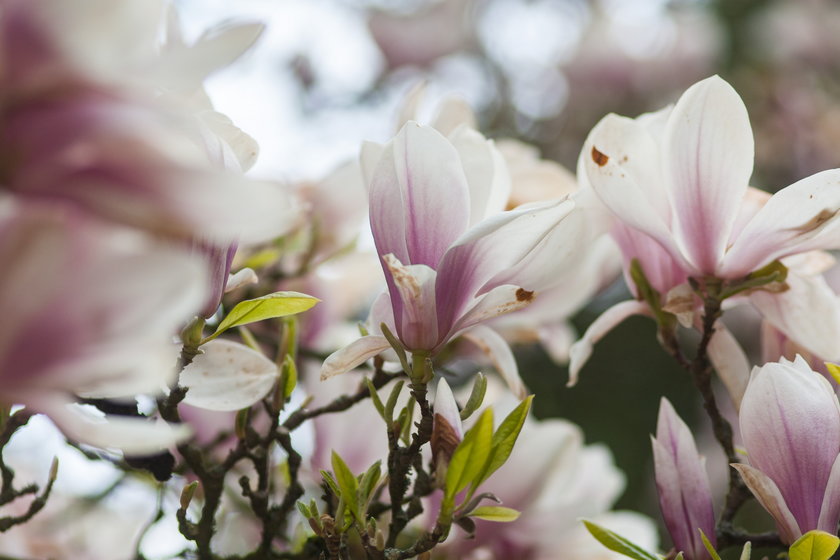 W kórnickim arboretum zakwitły magnolie