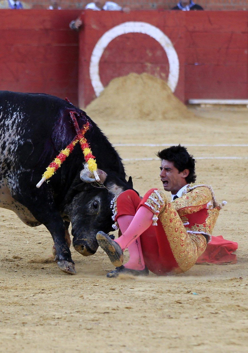 Byk zabił matadora na oczach jego żony
