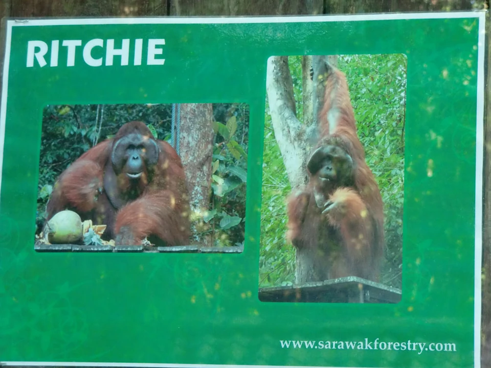 Borneo, Semenggoh Wildlife Centre