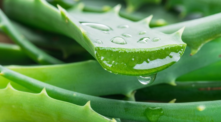 Így lehet káros az aloe vera. Fotó: Getty Images