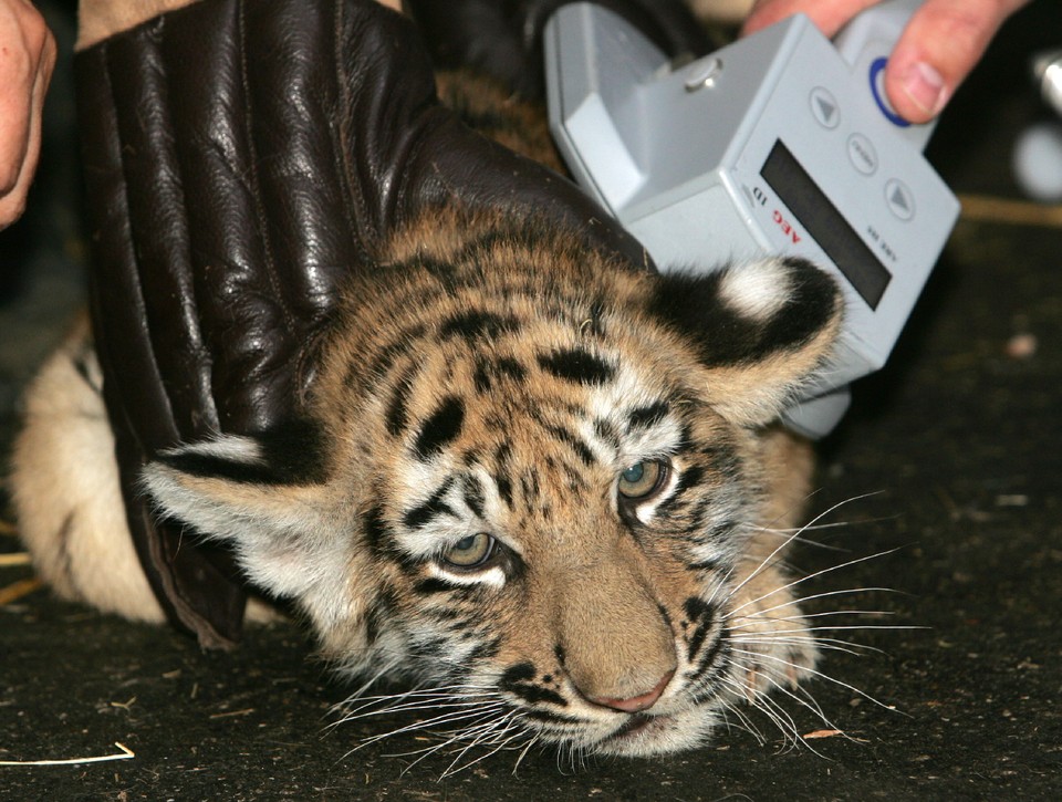 ŁÓDŹ ZOO MAŁE TYGRYSY AMURSKIE