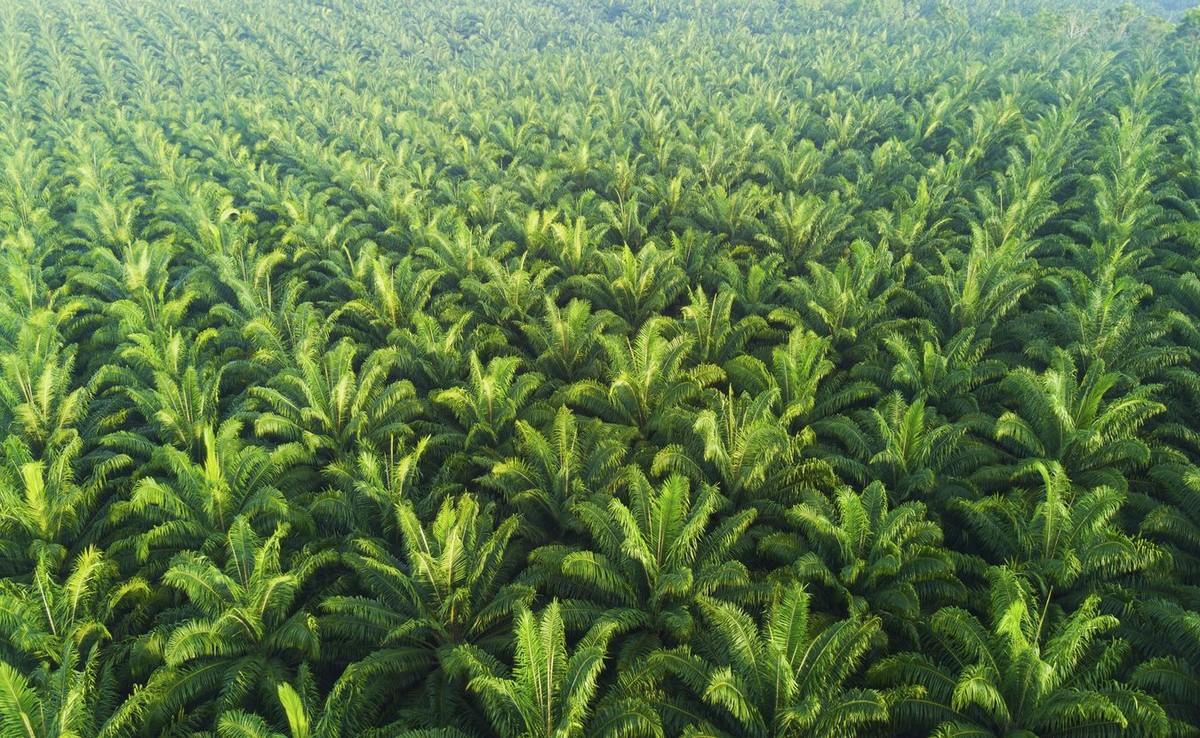 Plantacja oleju palmowego
