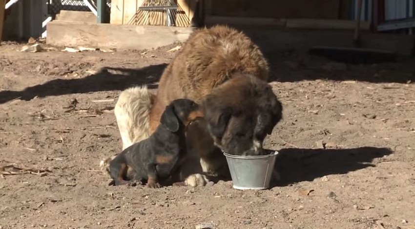 Dvoje prijatelja nakon uspešne akcije spasavanja