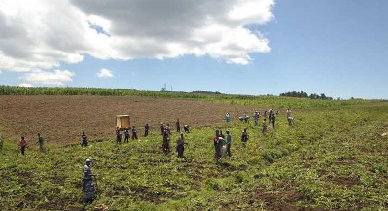 Agroforestry-–Aerial-over-farmland-in-Kenya