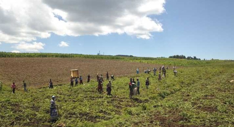 Agroforestry-–Aerial-over-farmland-in-Kenya