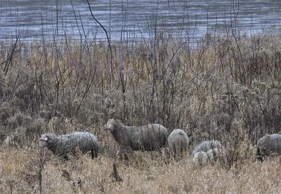 Co robią owce w środku Warszawy? Pomagają ptakom. Mądra inicjatywa w stolicy