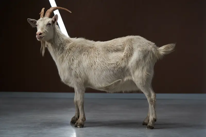 Sizzer rozdaje 1000 zł na zakupy - u goat it?