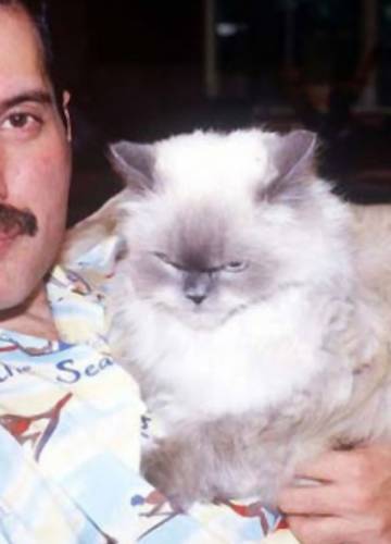 Ennyire imádta Freddie Mercury a macskáit – KÉPEK - Noizz