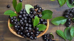 Aronia