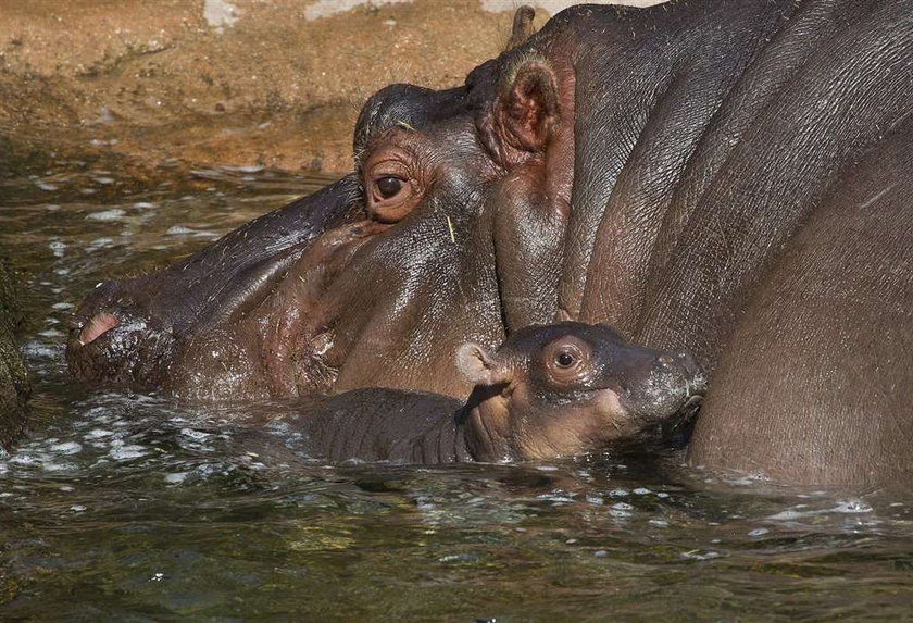 Słodkie! Hipopotamek w San Diego