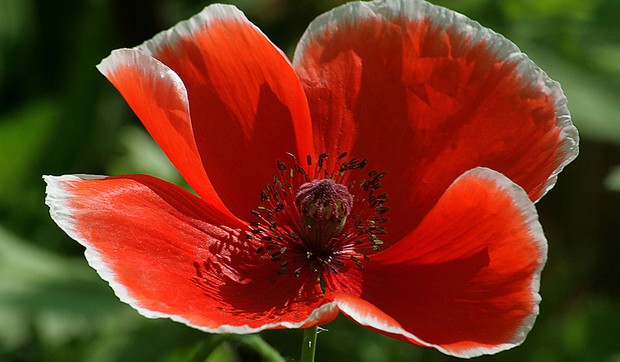 sorti_cvet_maka_vesti_blic_safe_sto_ik05