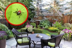 Posadź je w ogrodzie już teraz. Te rośliny skutecznie odstraszają kleszcze [LISTA]