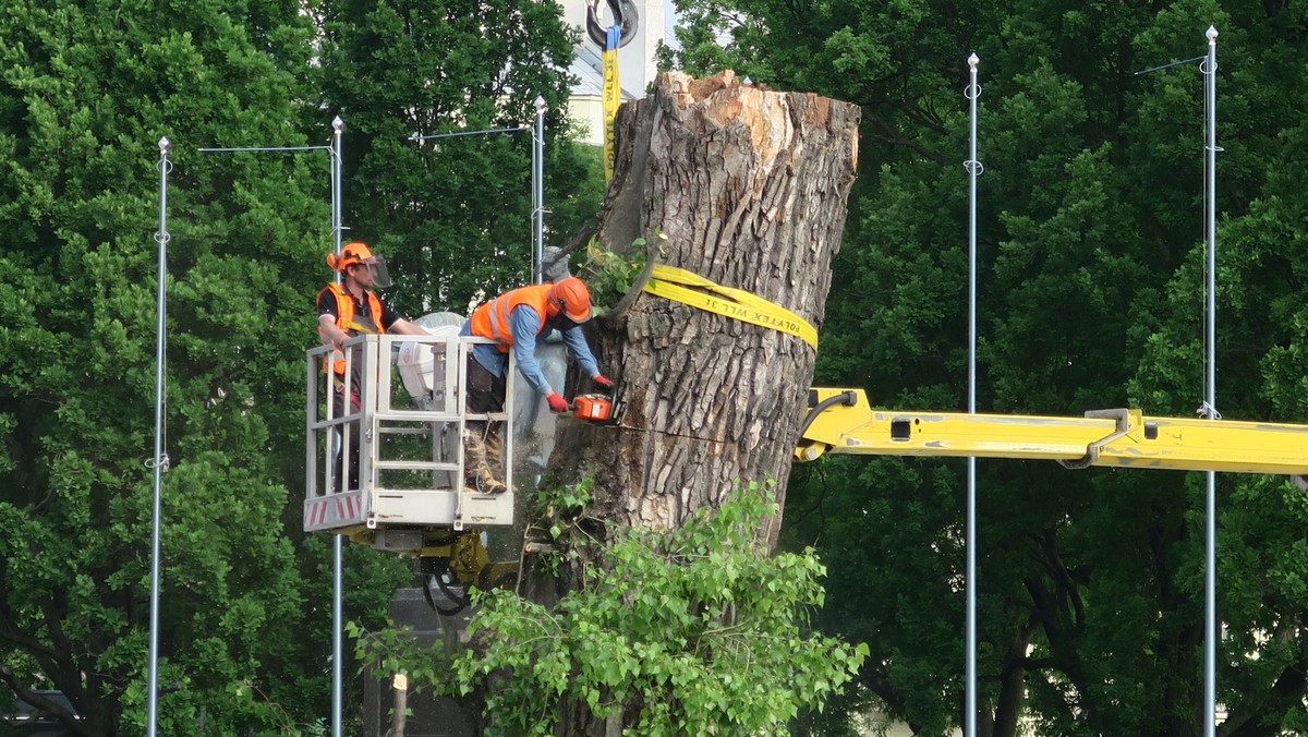 Po godz. 9 nastąpiło ostatnie cięcie topoli czarnej, która od ponad stu lat rosła w centralnym miejscu placu Litewskiego. Operacja wycinki Baobabu trwała około trzech godzin. Mieszkańcy, którzy przyszli pożegnać się ze słynnym drzewem brali gałązki do domu na pamiątkę.