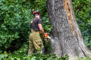 Wycinka drzew na jesień i zimę. Co można wycinać bez zezwolenia? Jakie są formalności?