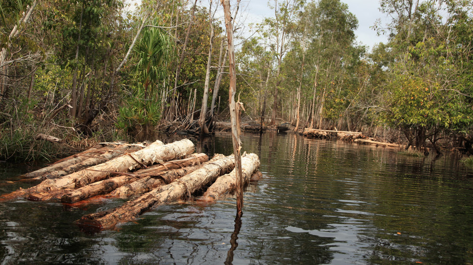 Wycinka lasów tropikalnych i handel drewnem