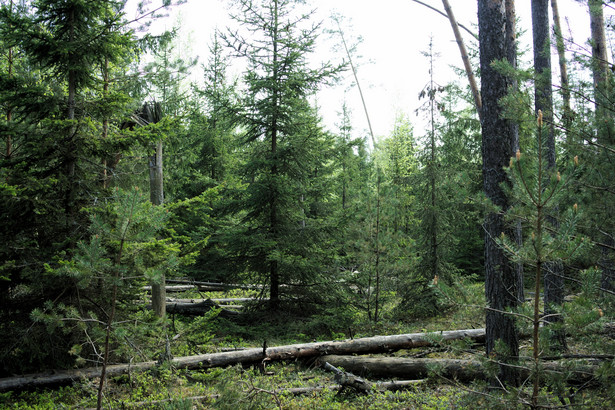 Las uszkodzony przez wiatr regeneruje się sam – z perspektywy ochrony przyrody sadzenie drzew jest zbędne, a nawet szkodliwe. Fot. M. Żmihorski.