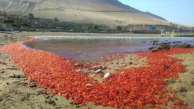 Pacyfik wyrzucił miliony martwych krewetek na chilijskie wybrzeża