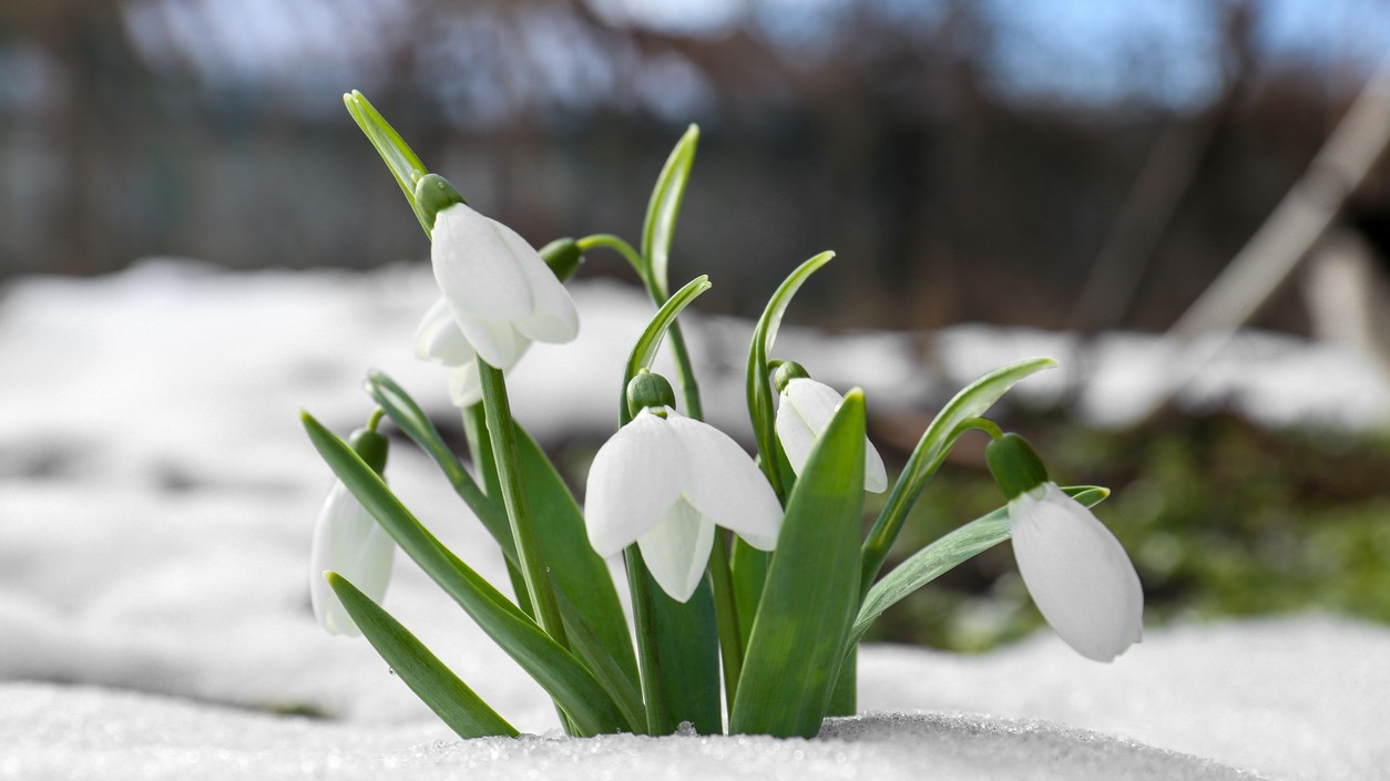 Spoznávate kvet na obrázku?