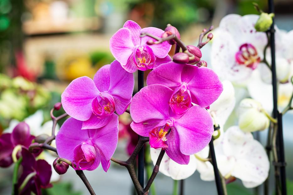 Így gondozd télen az orchideát Fotó: Getty Images