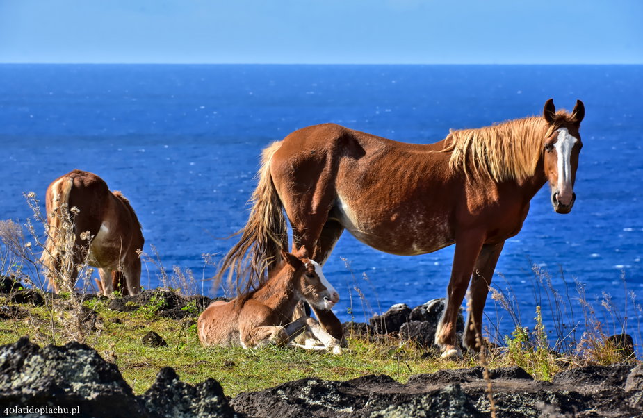 Dzikie konie na Rapa Nui / Wyspie Wielkanocnej