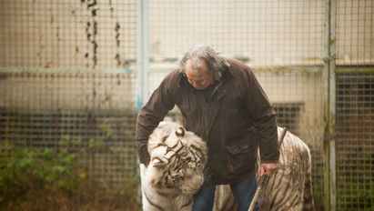 Kinek a pap, kinek a papné: tigrisekkel és oroszlánokkal él együtt otthonában ez a férfi – fotók
