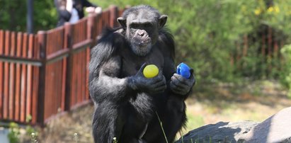 Przynieś zabawki dla zwierząt w ZOO