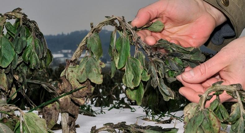 Scientists hope that by collecting wild relatives of food crops, illustrated here by alfalfa used as animal feed, they can find genetic variations to strengthen their defences against disease and climate change