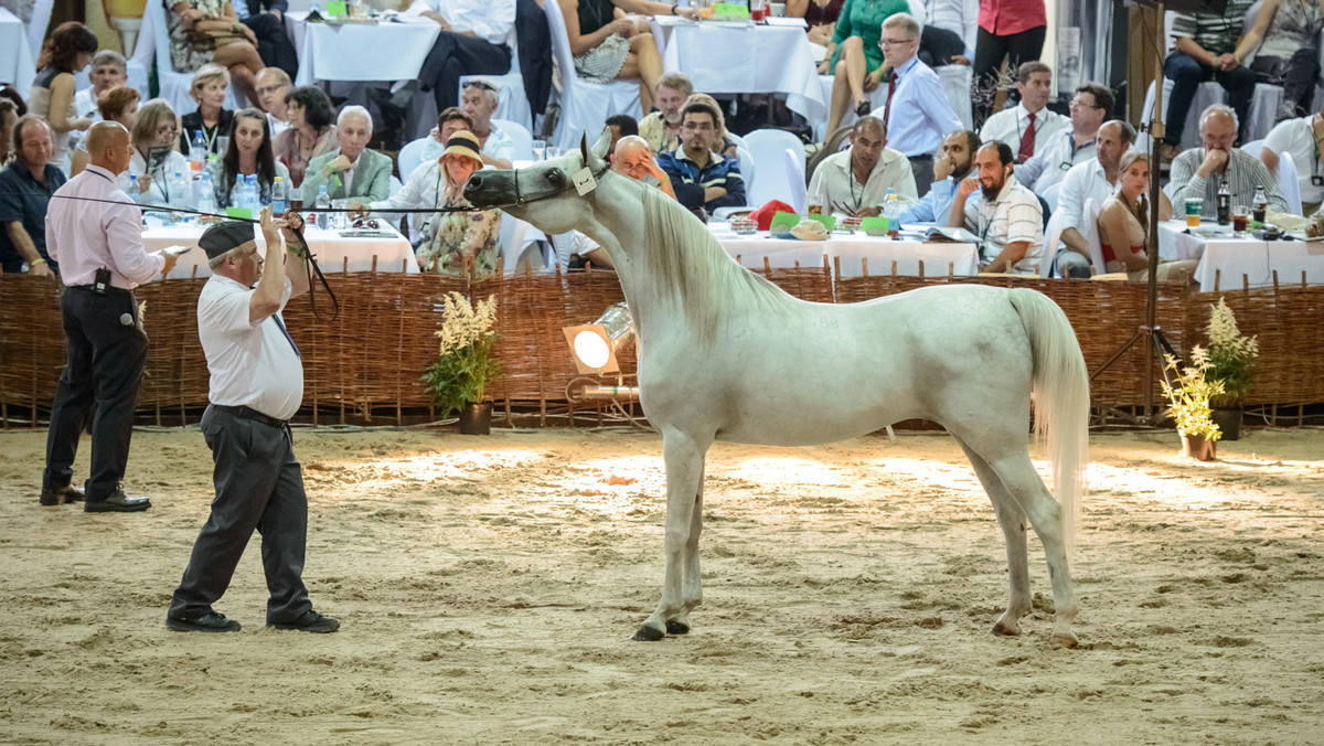 500 tys. euro - taką cenę wylicytowano w niedzielę za najdroższego konia 44. Aukcji Koni Arabskich Czystej Krwi “Pride of Poland" w Janowie Podlaskim (Lubelskie). Najwyższą cenę osiągnęła 6-letnia siwa klacz El Saghira ze stadniny w Michałowie.