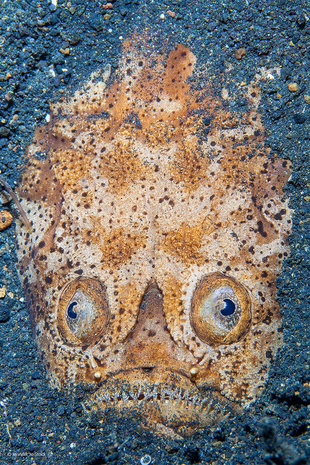 Startled by stargazer
(pol. Zaskoczona przez skabera; stargazer oznacza zarówno astronoma, obserwatora gwiazd, marzyciela, jak i rodzinę ryb morskich)
- Jennifer Jo Stock, Wielka Brytania