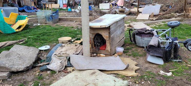 A volt lakók egy árva kutyát is hagytak a szemét között, az állatot egy monori állatmenhely fogadta be. Fotó: MB