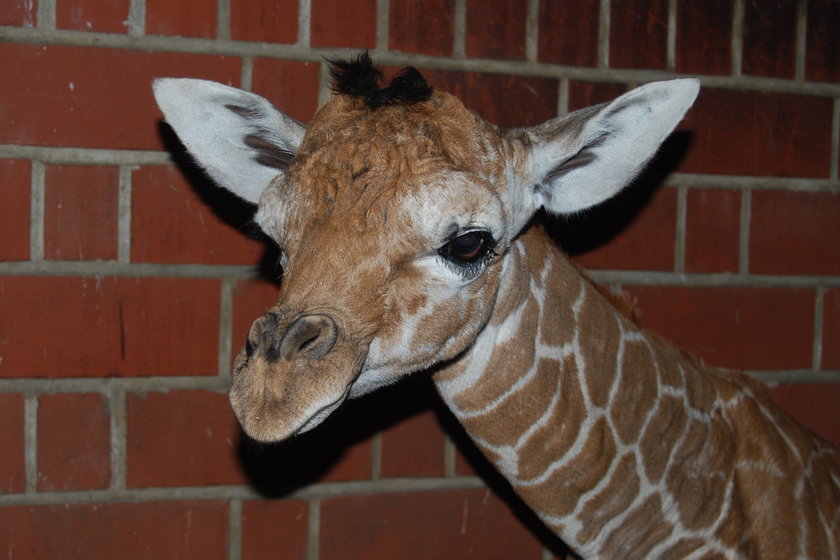 narodziny żyrafy we wrocławskim zoo