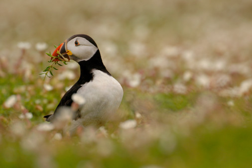 Maskonur z wyspy Skomer