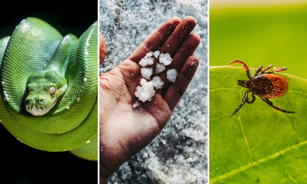 Tego nie uczyli w szkole! 15 pytań o ciekawostki. Prawda czy fałsz?