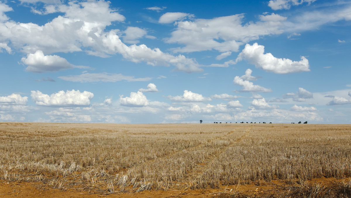 Raport IPCC dot. zmian klimatu. Grozi nam globalny kryzys żywnościowy