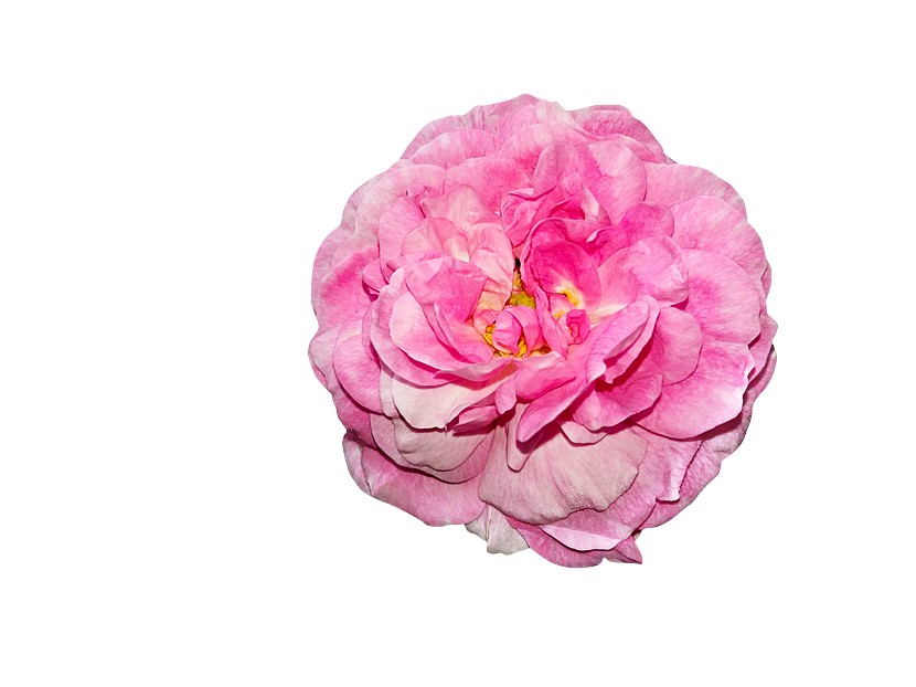 DER BESTE DUFT DER WELT?  Die Rose von Grasse, eine der seltensten und besondersten Blumen.