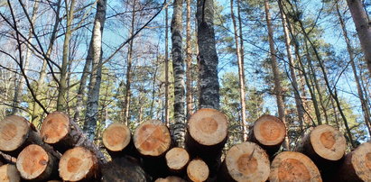 Lasy Państwowe: Drewna na opał nie zabraknie. Ale czekać trzeba