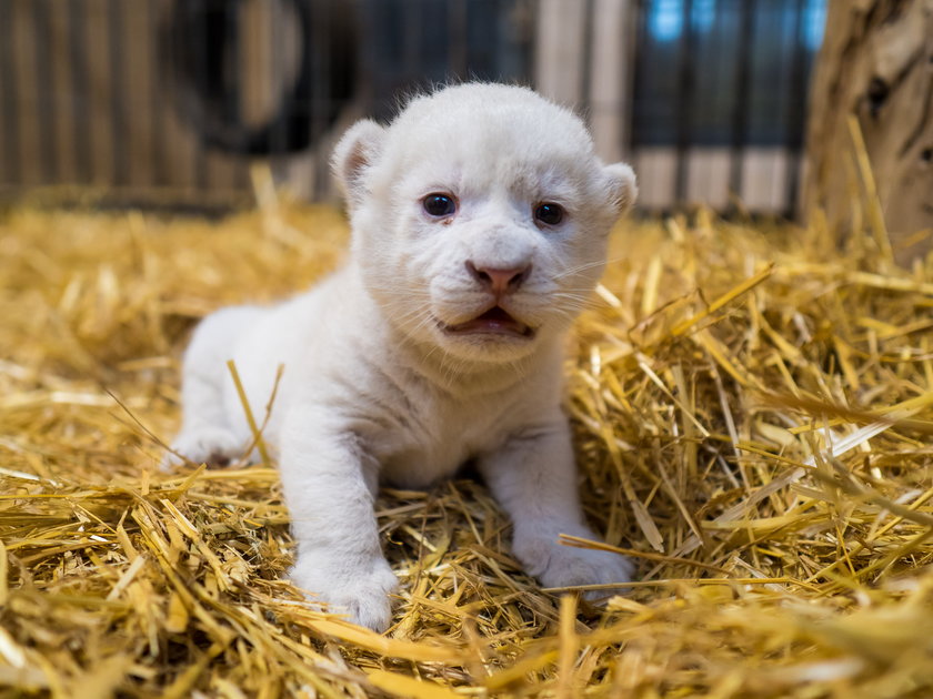 Biała lwiczka przyszła na świat w zoo safari Borysew