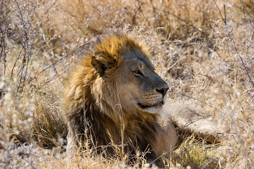 Könige: Löwen wissen um ihren Platz an der Spitze der Nahrungskette. So lässt es sich ganz entspannt faulenzen.