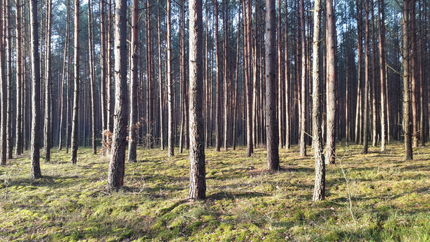 Pracownicy Lasów Państwowych oskarżani są przez obrońców Puszczy Białowieskiej o przekroczenie obowiązków poprzez np. nieuprawnione użycie siły wobec protestujących w czasie wycinki drzew w puszczy.