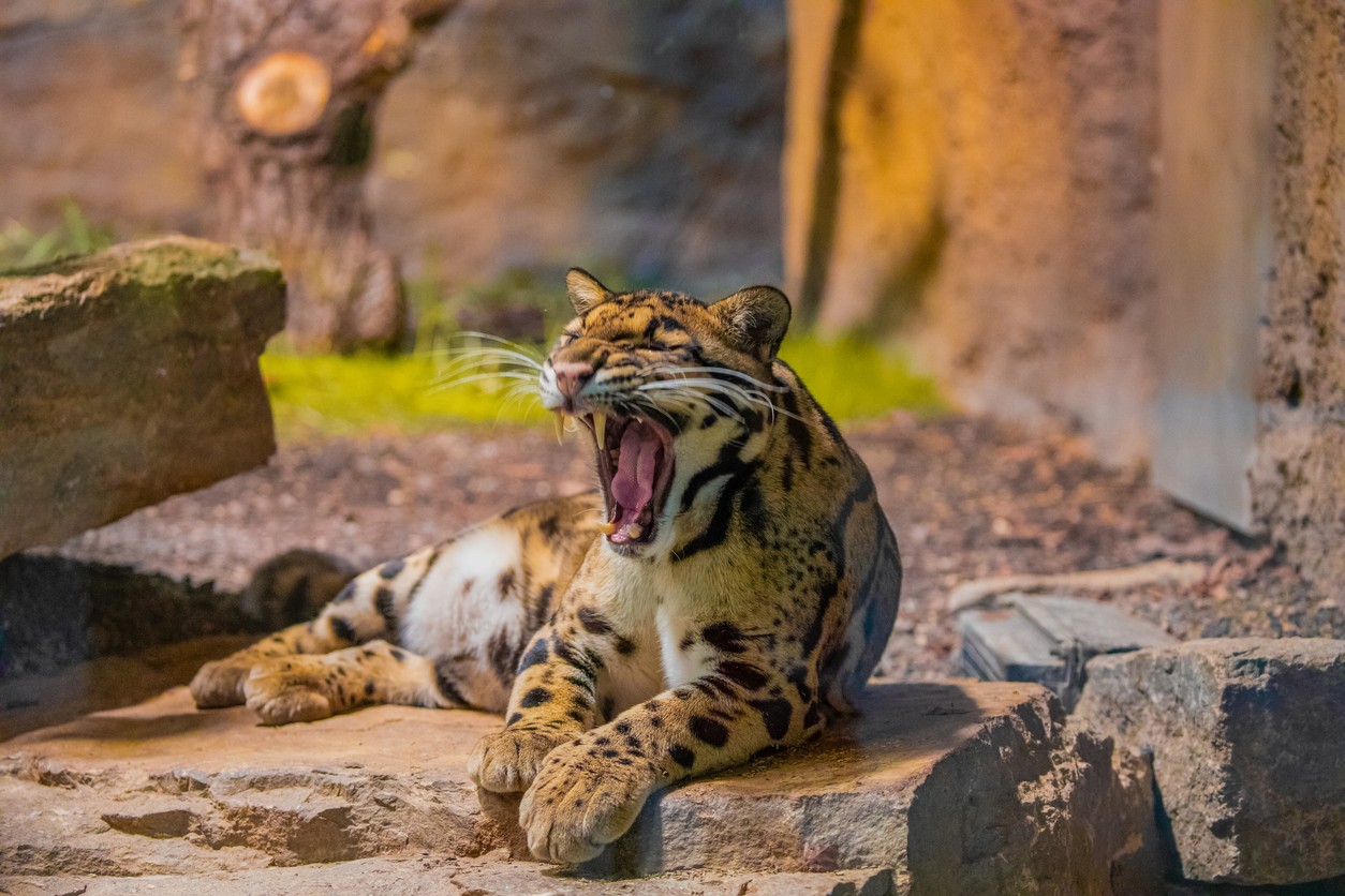 Leopard obláčikový patrí medzi najvzácnejšie mačkovité šelmy Ázie. Jeho výskyt v okolí Xiaozhai Tiankeng naznačuje, že tento jedinečný ekosystém zostáva ekologicky prepojený s okolitými lesmi.
