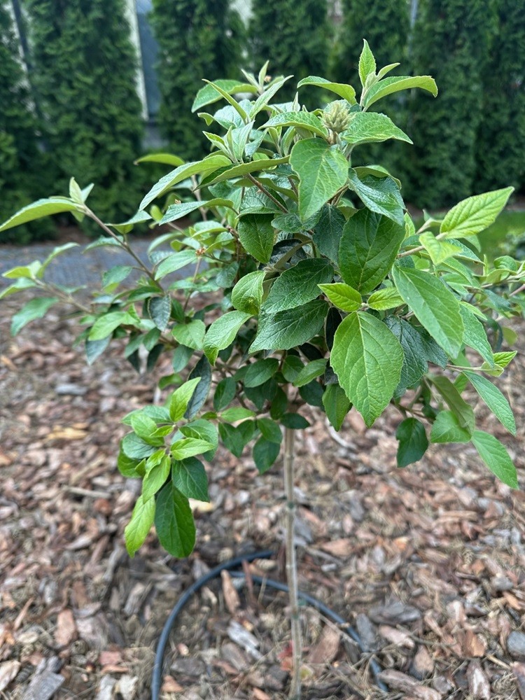 Kalina Eskimo na pniu po kwitnieniu - cięcie