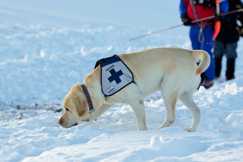 Labrador nazywa się Frodo. Ma 15 lat. Od czterech lat już nie pracuje, ale brał udział w 50 akcjach.