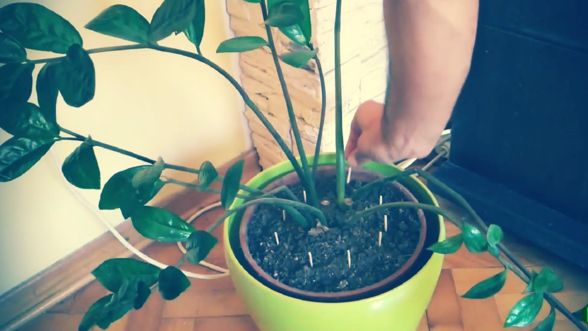 Zašto iskusne domaćice zabadaju šibice u saksije sa cvećem: Zapanjujući rezultat vidljiv za 7 dana