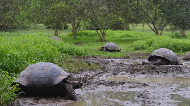 Wildlife Encounters From the Safety of Your Couch 